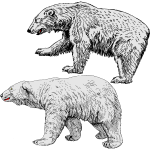 Two polar bears hunting together
