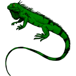 A green iguana (Iguana iguana)