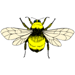 Bumblebee-1717301355