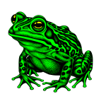 Green frog-1717599690