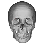 3D Low Poly Skull
