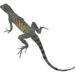 Illustration of colorful lizard