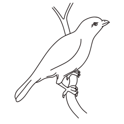 A bird that has stage fright