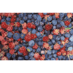Alaska wild berries 2016052819