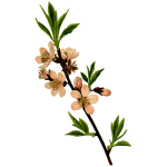 Almond tree vector image
