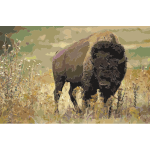 American bison k5680 1 2016052834