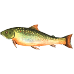 AmericanBrookTrout