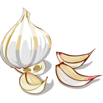 Garlic vector image