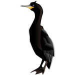 Anonymous Cormorant