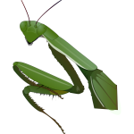 Praying mantis image