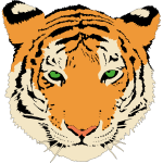 Vector clip art of young tiger's head