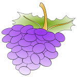 Grapes vector image