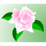Anonymous pink rose