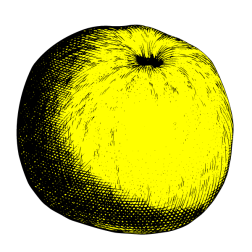 Apple XII