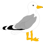 Drawing of gull with grey feathers