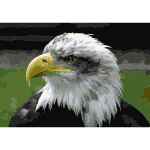 Bald eagle closeup arp sh 750pix 2016052811