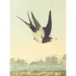 Barn swallow bird on a nature scenery vector drawing