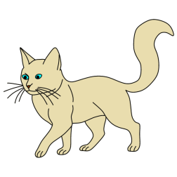 Beautiful cat