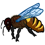 Bee close-up image
