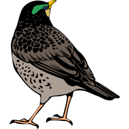 Bird 1b