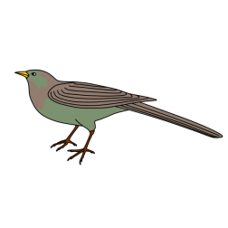Bird 48