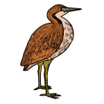 Bittern