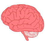 Brain profile