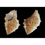 Bufonaria perelegans sea snail