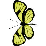 Butterfly11
