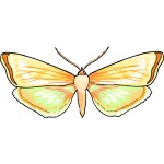 Butterfly26