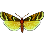 Butterfly28