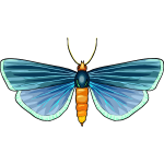 Butterfly30