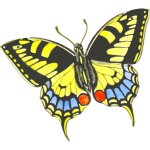 Butterfly9
