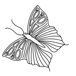 Butterfly XV