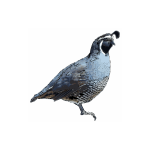Calif quail03