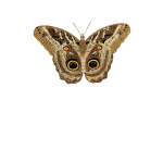 Caligo teucer butterfly