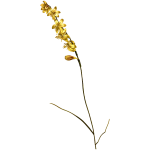 Carex Hesperantha