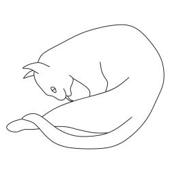 Cat 21