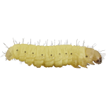 Encyclopedia caterpillar