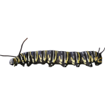 Encyclopedia silkworm