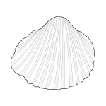 Vector clip art of lagoon cockle