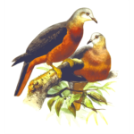 Chestnut-bellied imperial pigeon