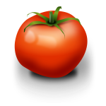 Tomato vector image