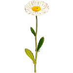 ChrysanthemumLeucanthemum