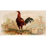 Red chicken image