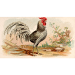 Gray rooster