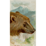 Grizzly bear image