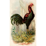 Malay rooster