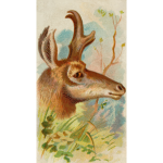 Prong-horn antelope