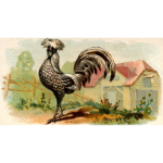 Color illustration of a hen